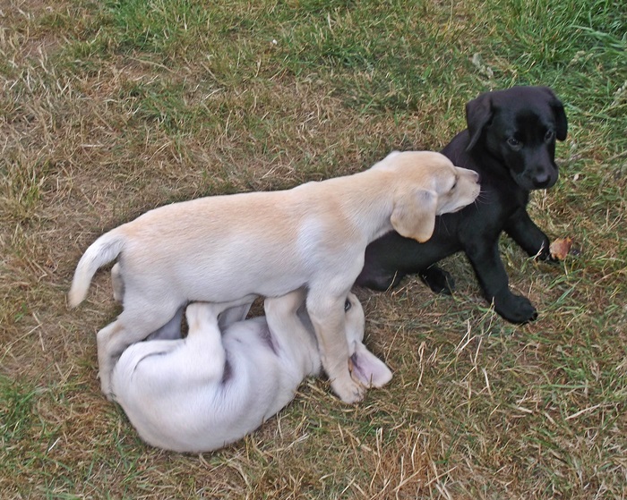 011litter