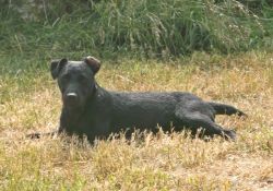 014patterdale Terrier Pepsi