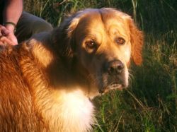 Goldenportrait.700