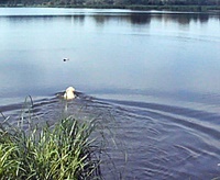 waterretrieve1 kl