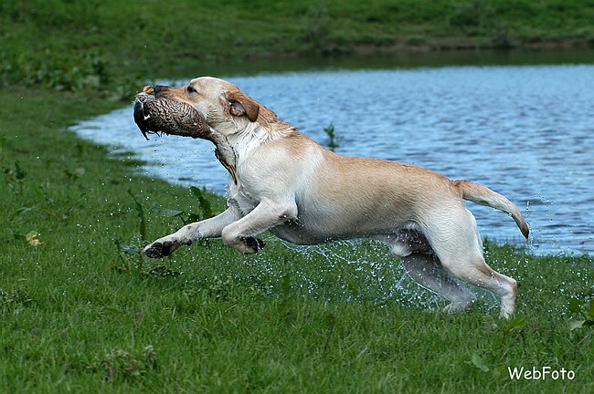 Glenn - ein echter Tailwagger bei der Arbeit... gelber Labrador Rüde Tailwagger's Dual Genn