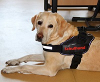 Schulhund kl