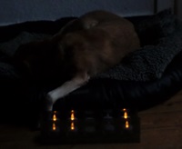 danke-mein-sunnyhund