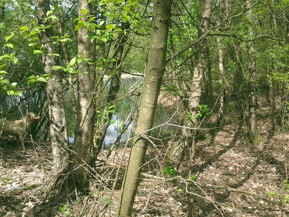 NaturTeich Fassberg1