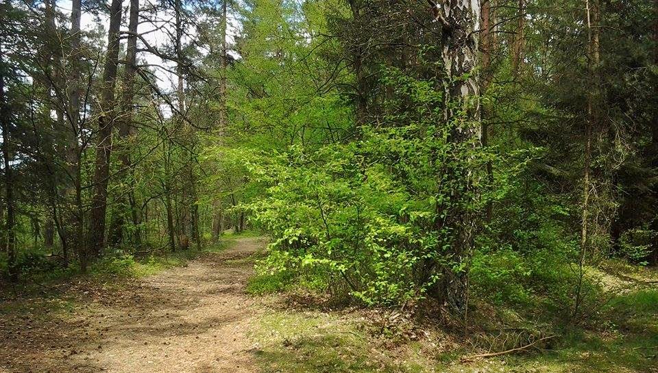 wald ufer1