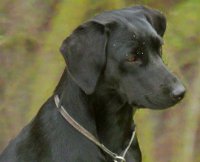 tailwaggers-tess